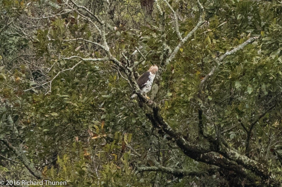 Ornate Hawk-Eagle - Richard Thunen