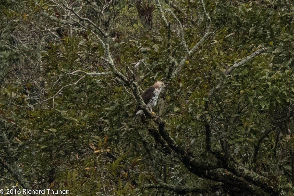 Ornate Hawk-Eagle - ML311701161