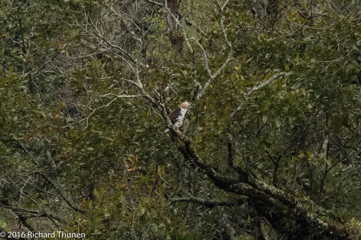 アカエリクマタカ - ML311701181