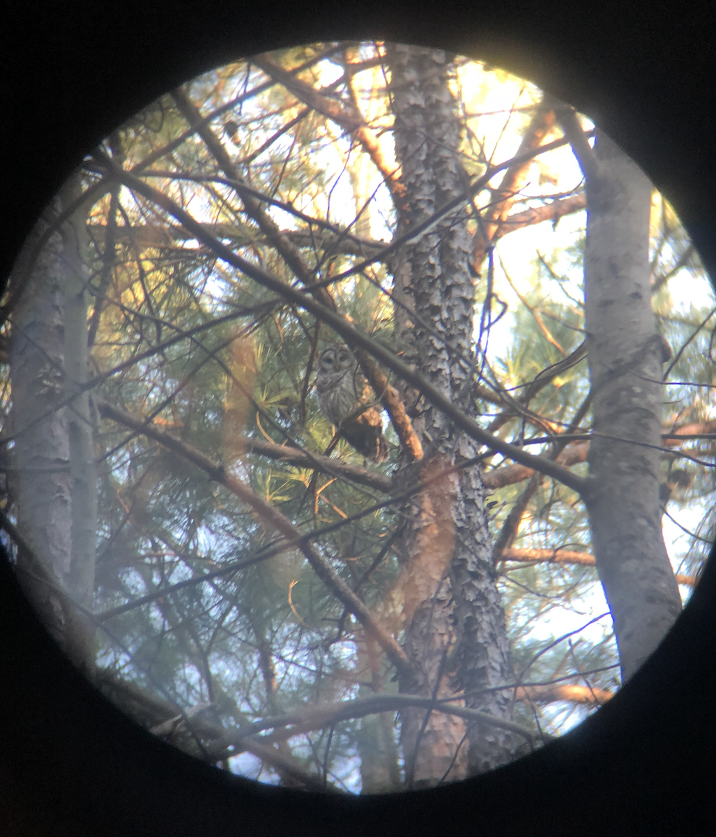 Barred Owl - ML311701341