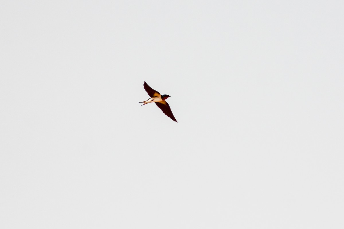 Red-chested Swallow - ML311701521