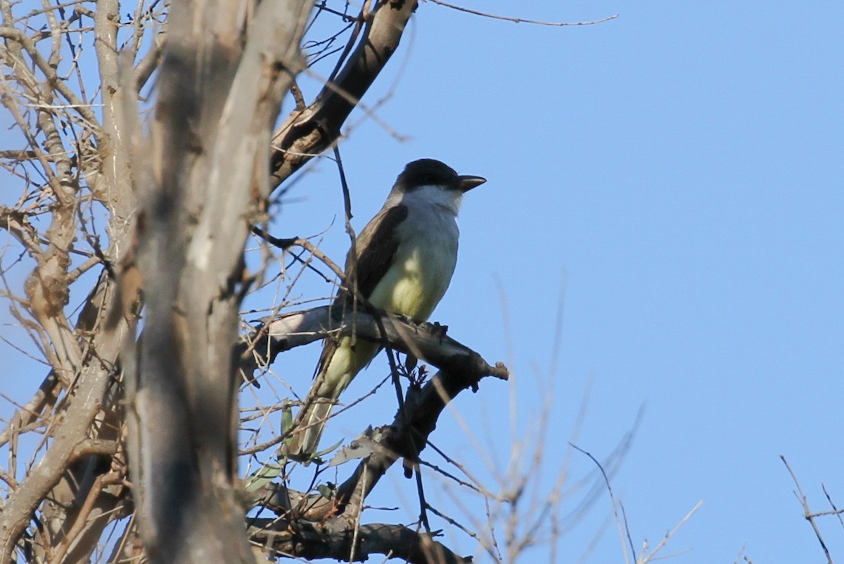 Thick-billed Kingbird - Sasha Cahill