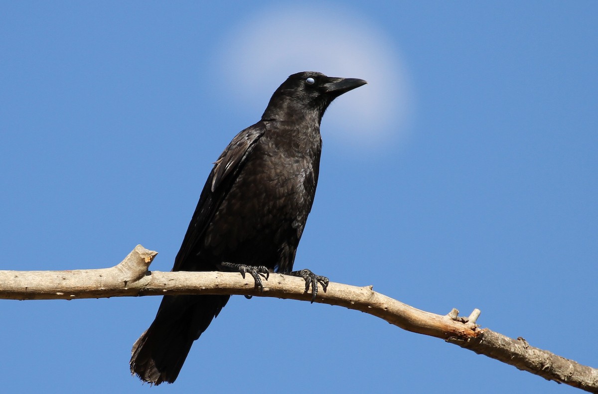 American Crow - ML311702001