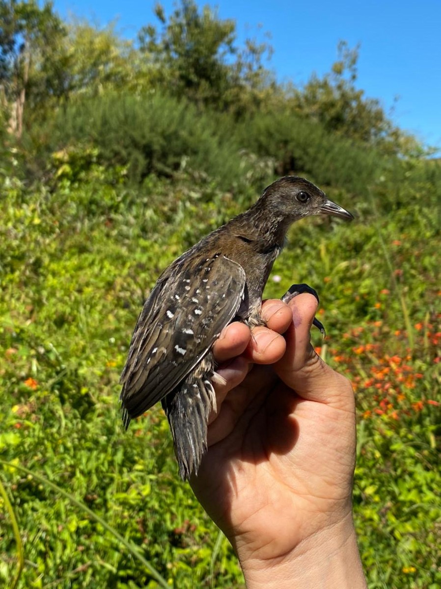 Dot-winged Crake - Gabriela Biscarra