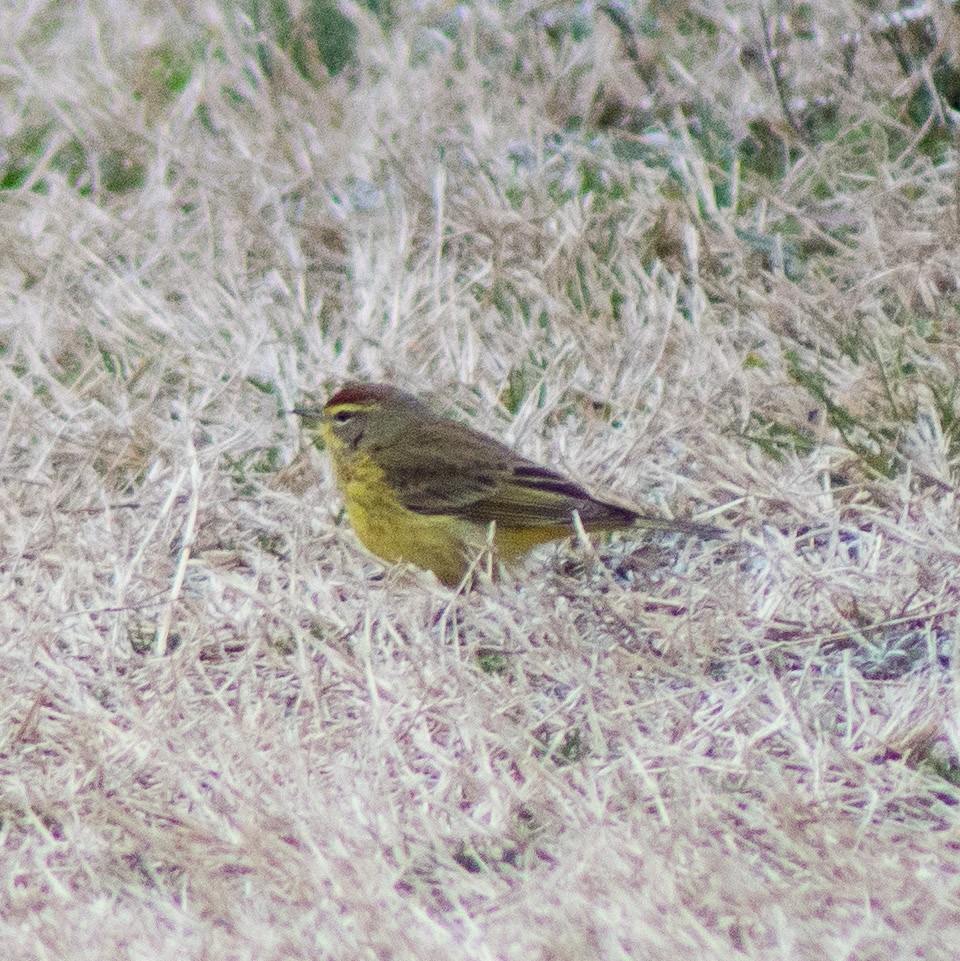 Palm Warbler (Yellow) - ML311702421