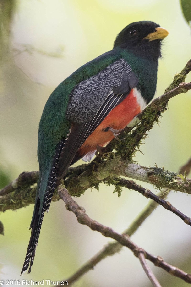 Collared Trogon - ML311704311