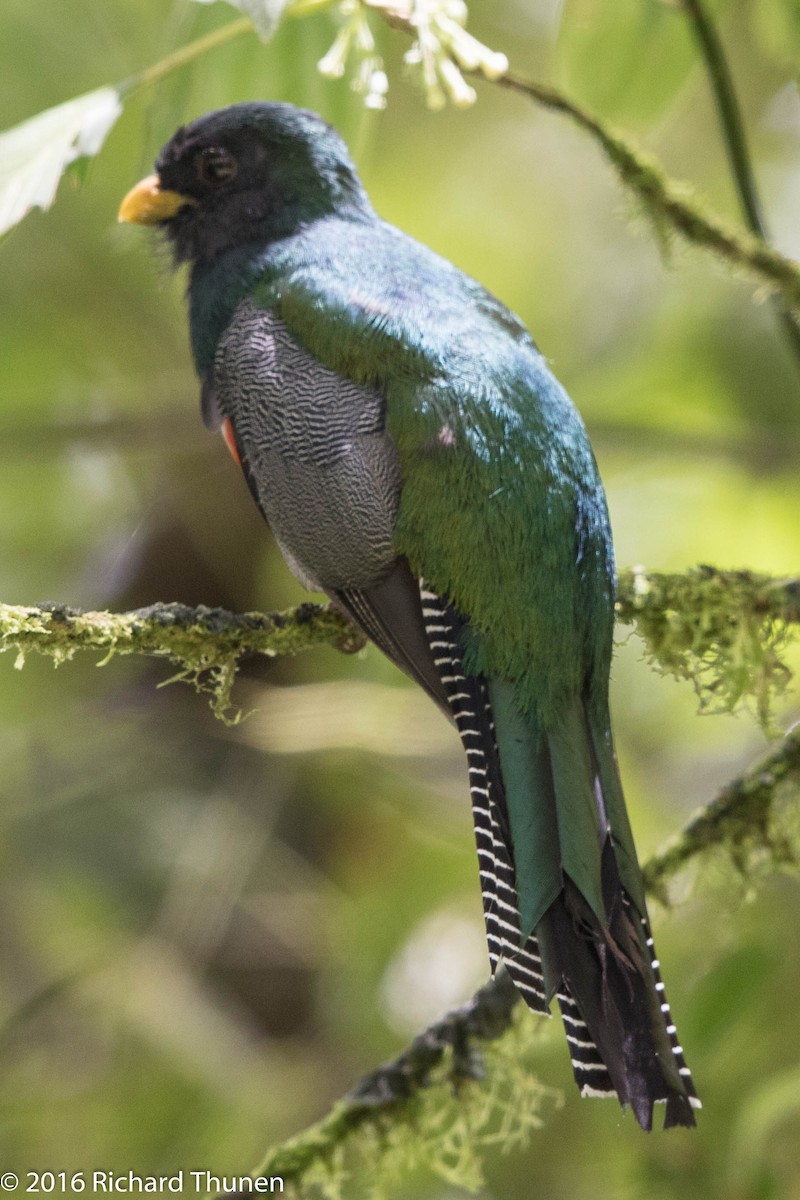 Collared Trogon - ML311704341