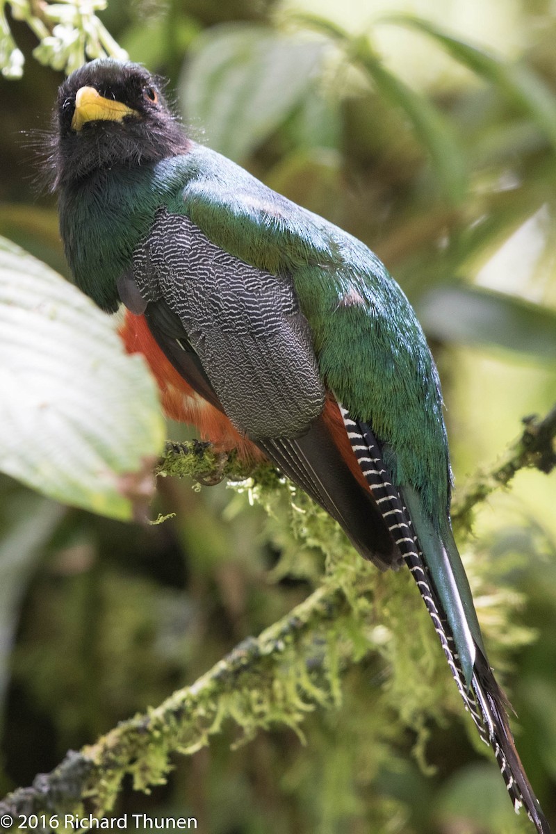 Collared Trogon - ML311704351