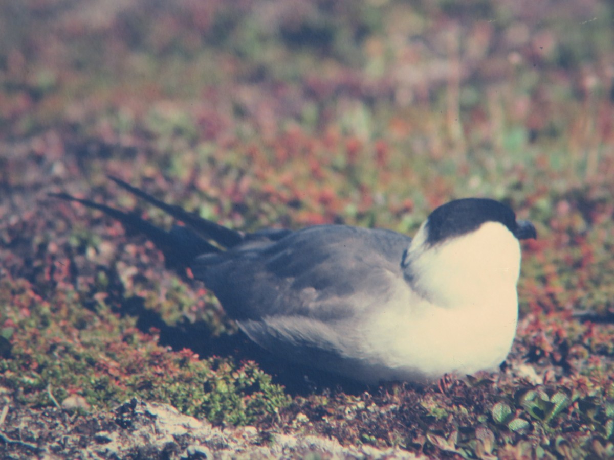 Long-tailed Jaeger - ML311704611