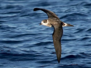  - Bermuda Petrel