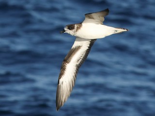  - Bermuda Petrel