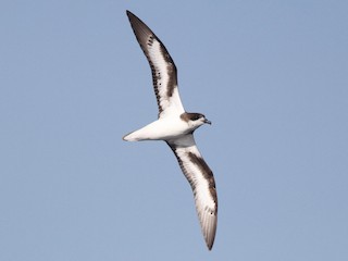  - Bermuda Petrel