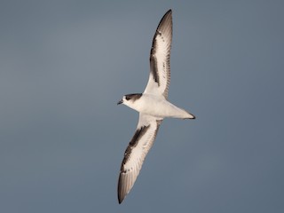  - Bermuda Petrel