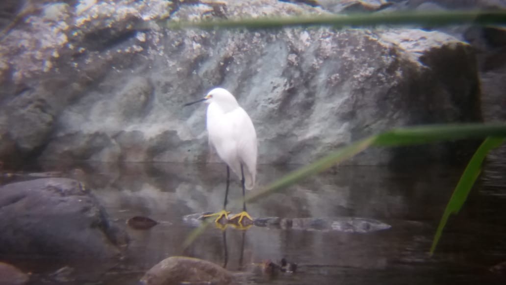 Snowy Egret - David Gonzalez