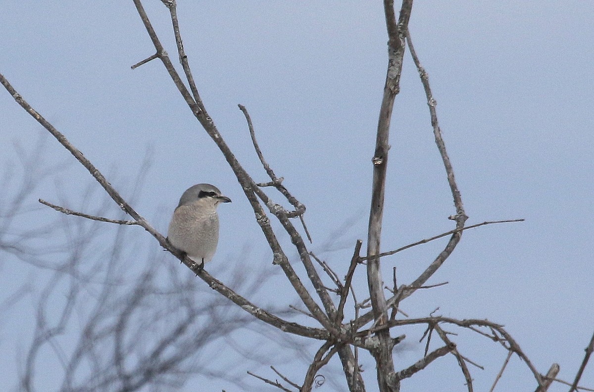 Northern Shrike - ML311706541