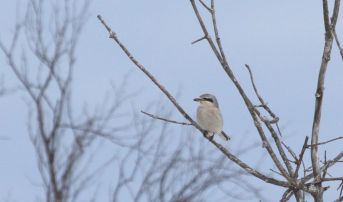 Northern Shrike - ML311706551