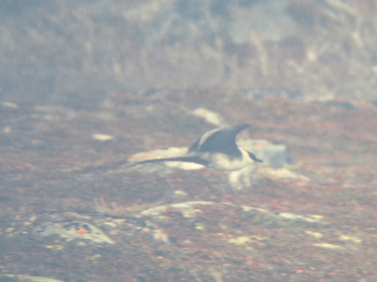 Long-tailed Jaeger - ML311706621