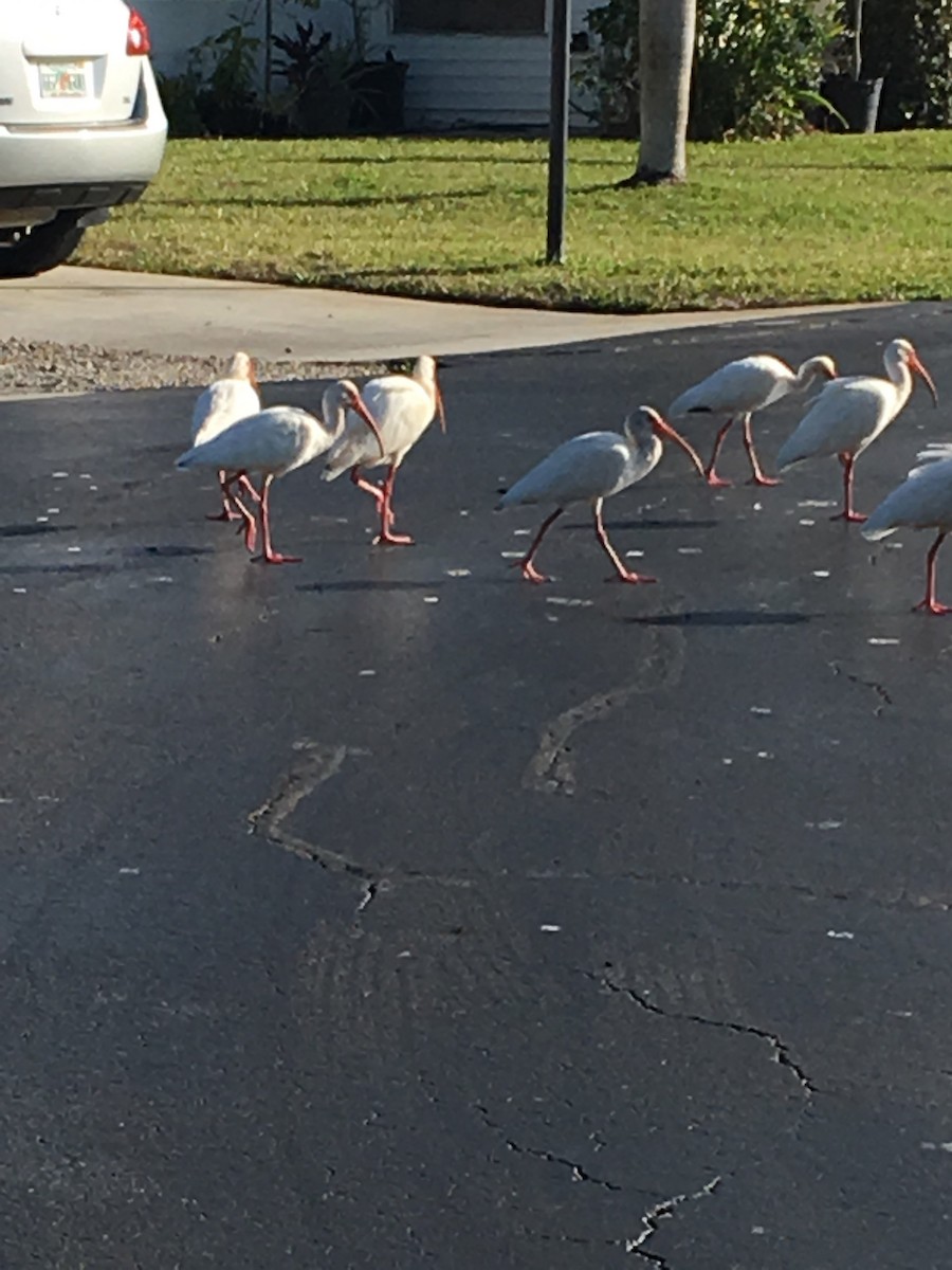 White Ibis - ML311711121