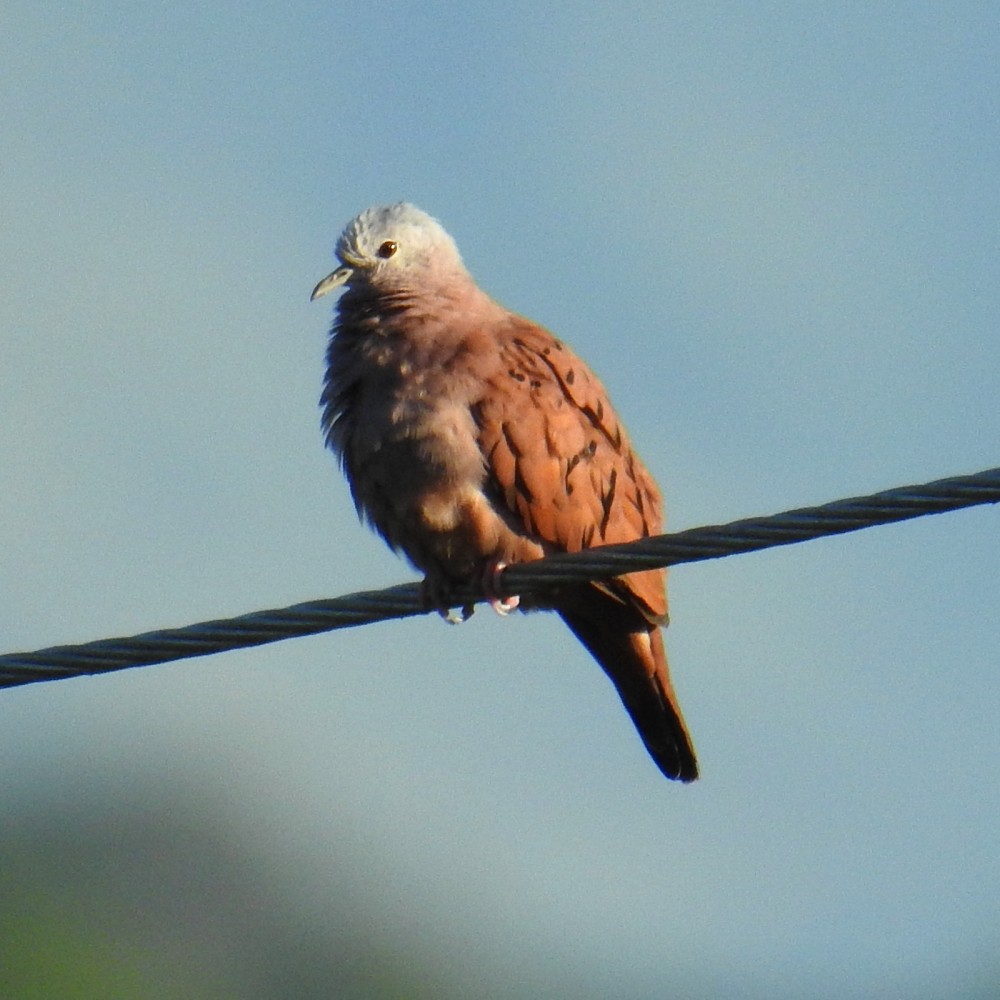 Ruddy Ground Dove - ML311711651