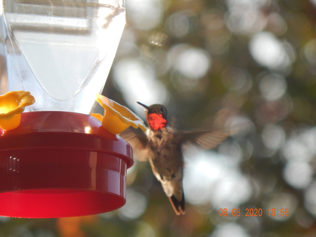 Ruby-throated Hummingbird - ML311712331