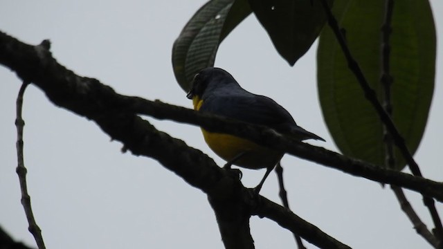 Yellow-crowned Euphonia - ML311712941