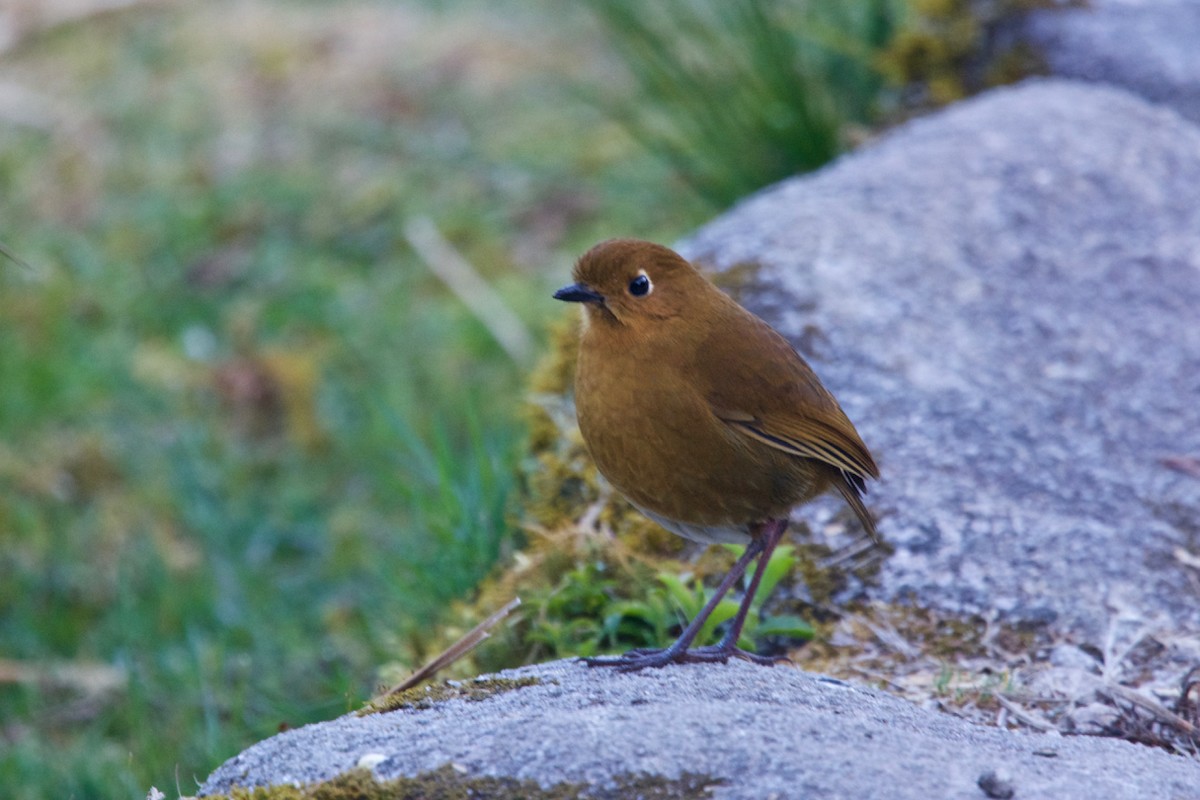 Urubamba Antpitta - Jamie Baker