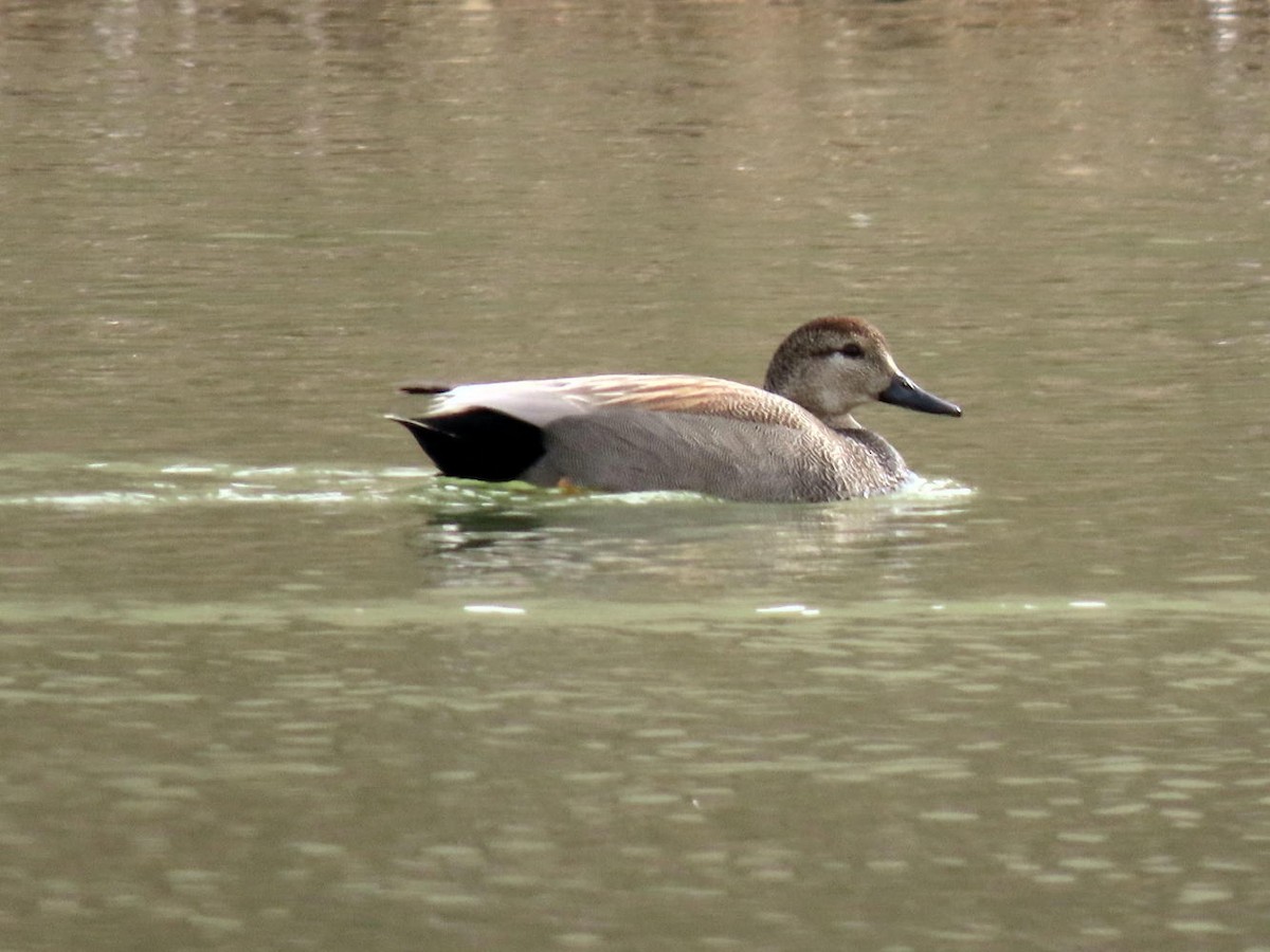 Gadwall - David Cooney Jr