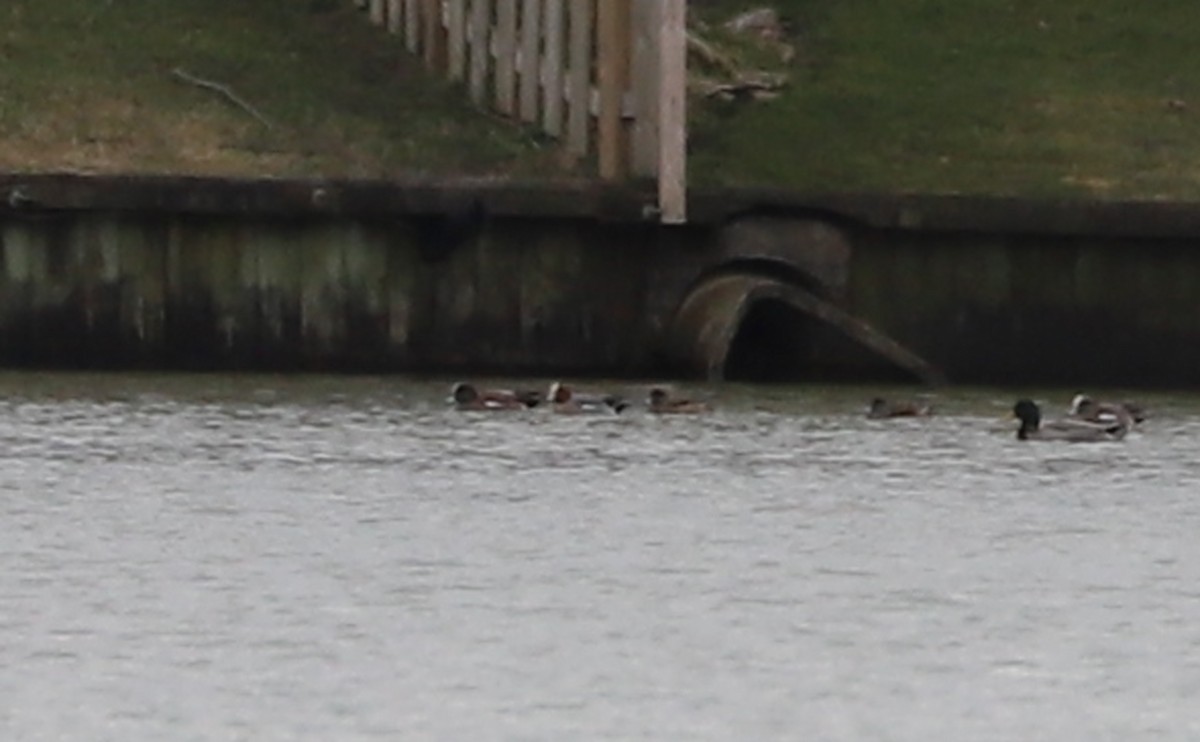 Eurasian Wigeon - ML311714421