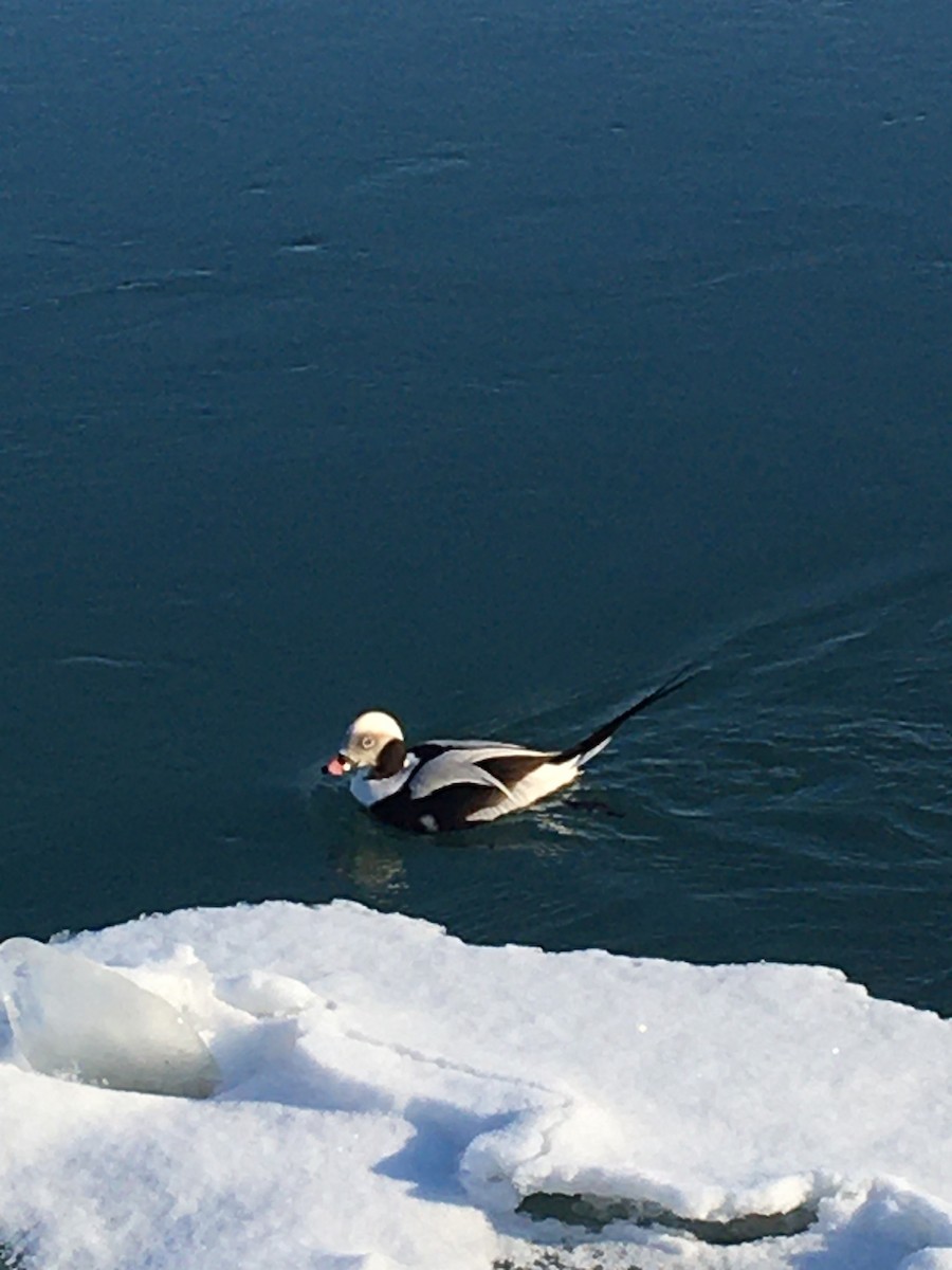 Long-tailed Duck - ML311714661