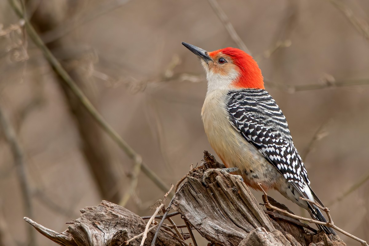 Red-bellied Woodpecker - ML311715351