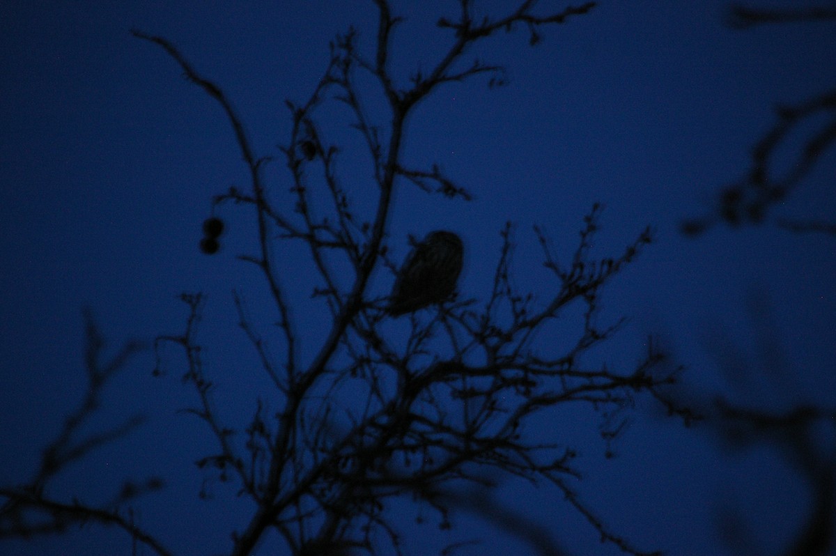 Little Owl - Sergio López Castelo