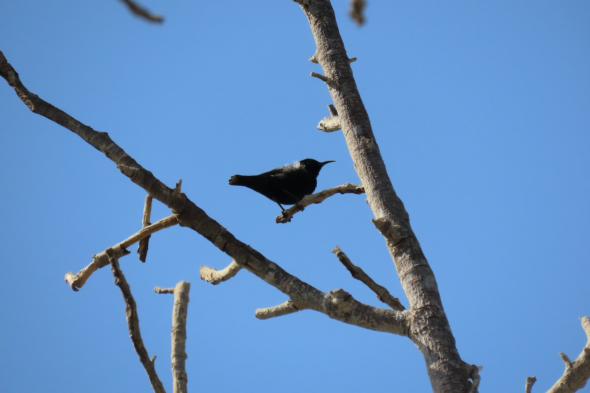 Purple Sunbird - Mohammad Nezami