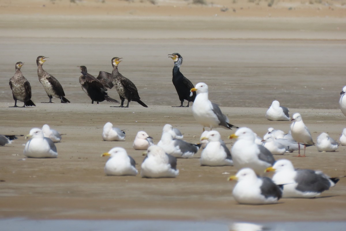 Great Cormorant - ML311718681