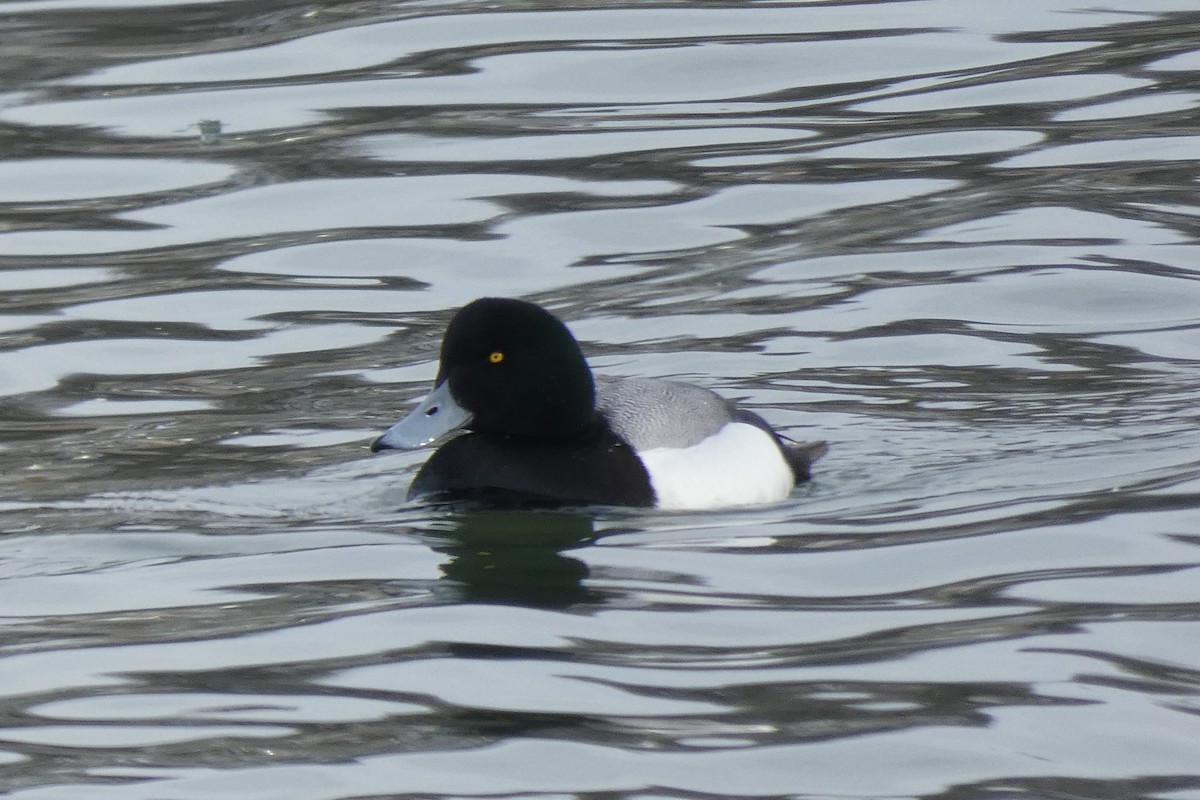 Greater Scaup - ML311720771