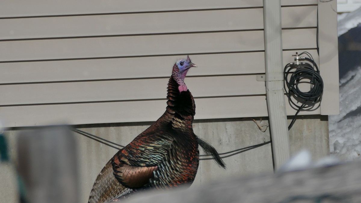 Wild Turkey - ML311721031