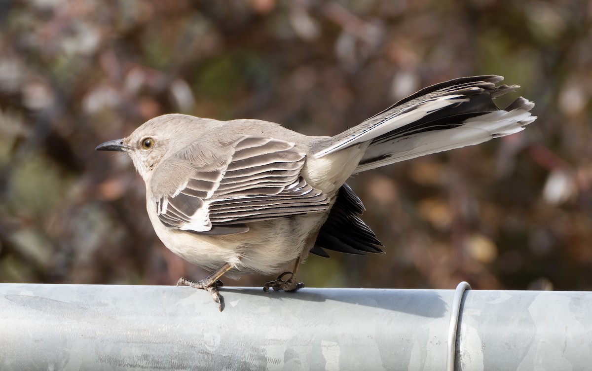 Northern Mockingbird - Scott Murphy