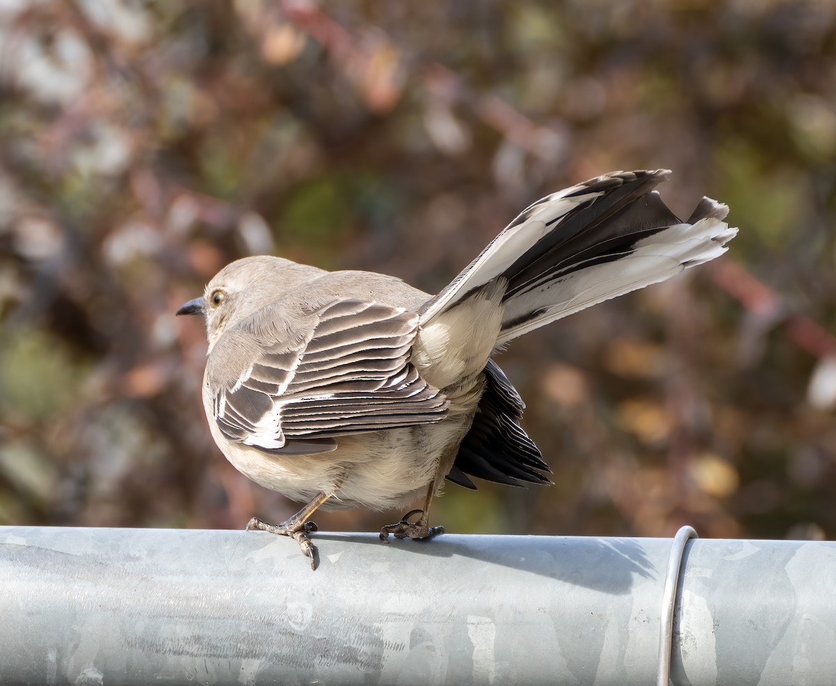 Northern Mockingbird - ML311721851