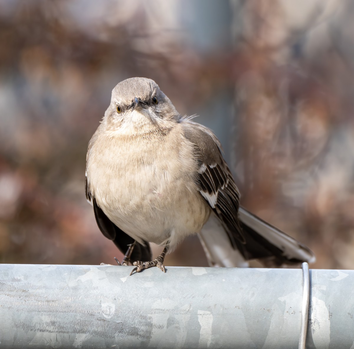 Northern Mockingbird - ML311721871