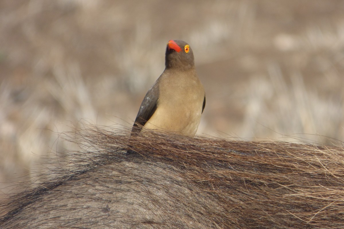 Red-billed Oxpecker - ML311722211