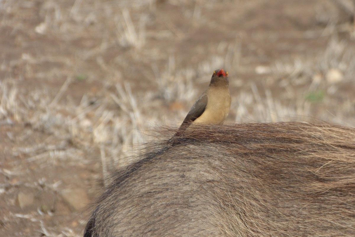 Red-billed Oxpecker - ML311722221