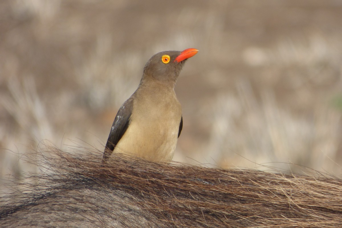 Red-billed Oxpecker - ML311722231
