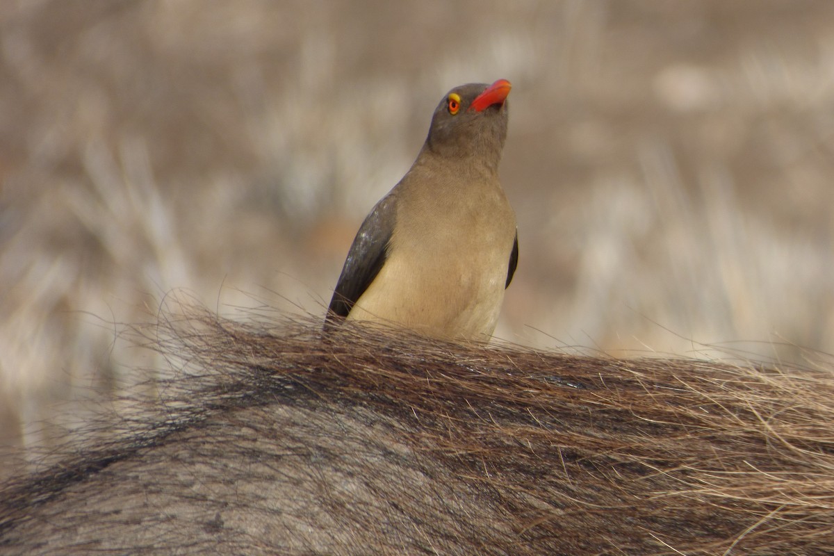 Red-billed Oxpecker - ML311722241