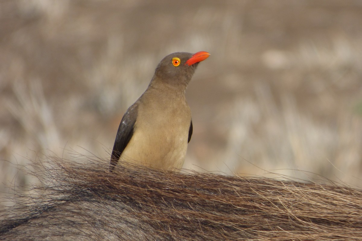 Red-billed Oxpecker - ML311722251