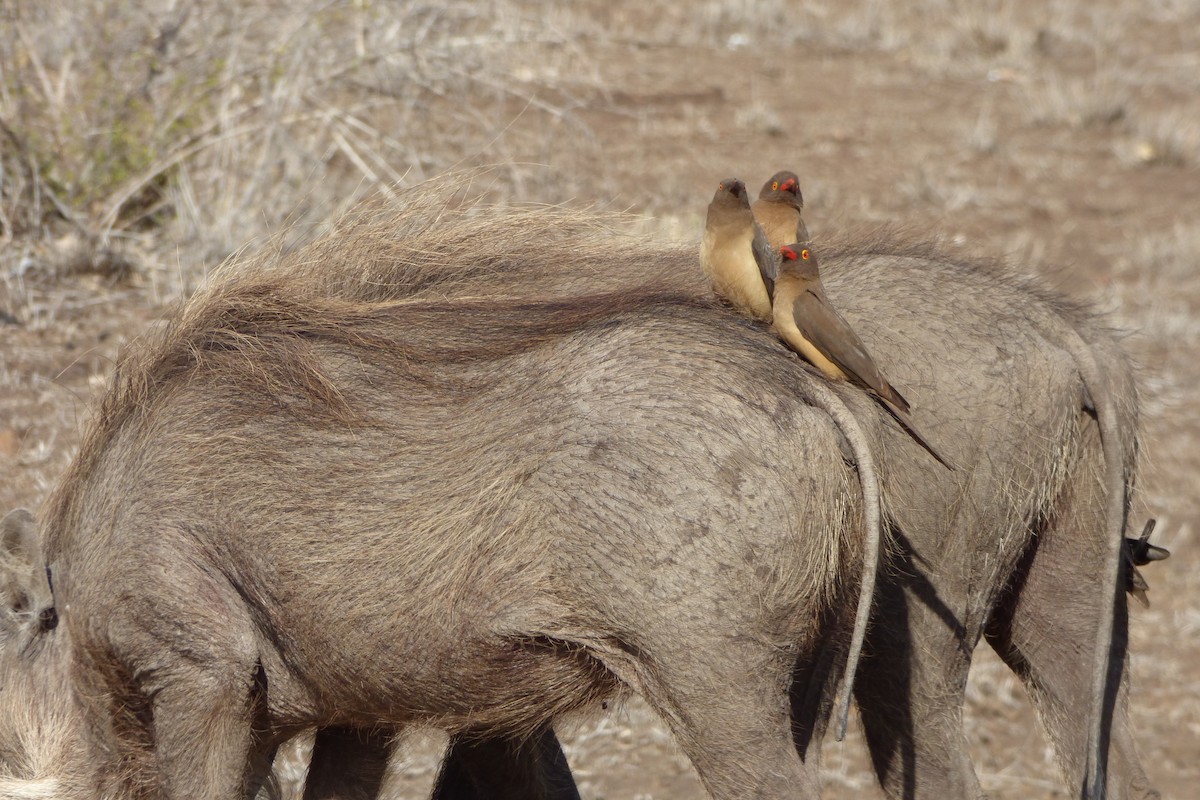 Red-billed Oxpecker - ML311722261