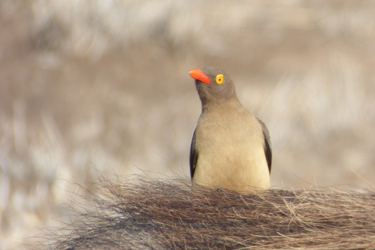 Red-billed Oxpecker - ML311722291