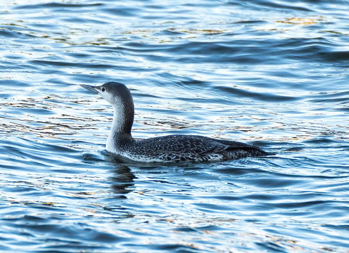 Red-throated Loon - ML311722571