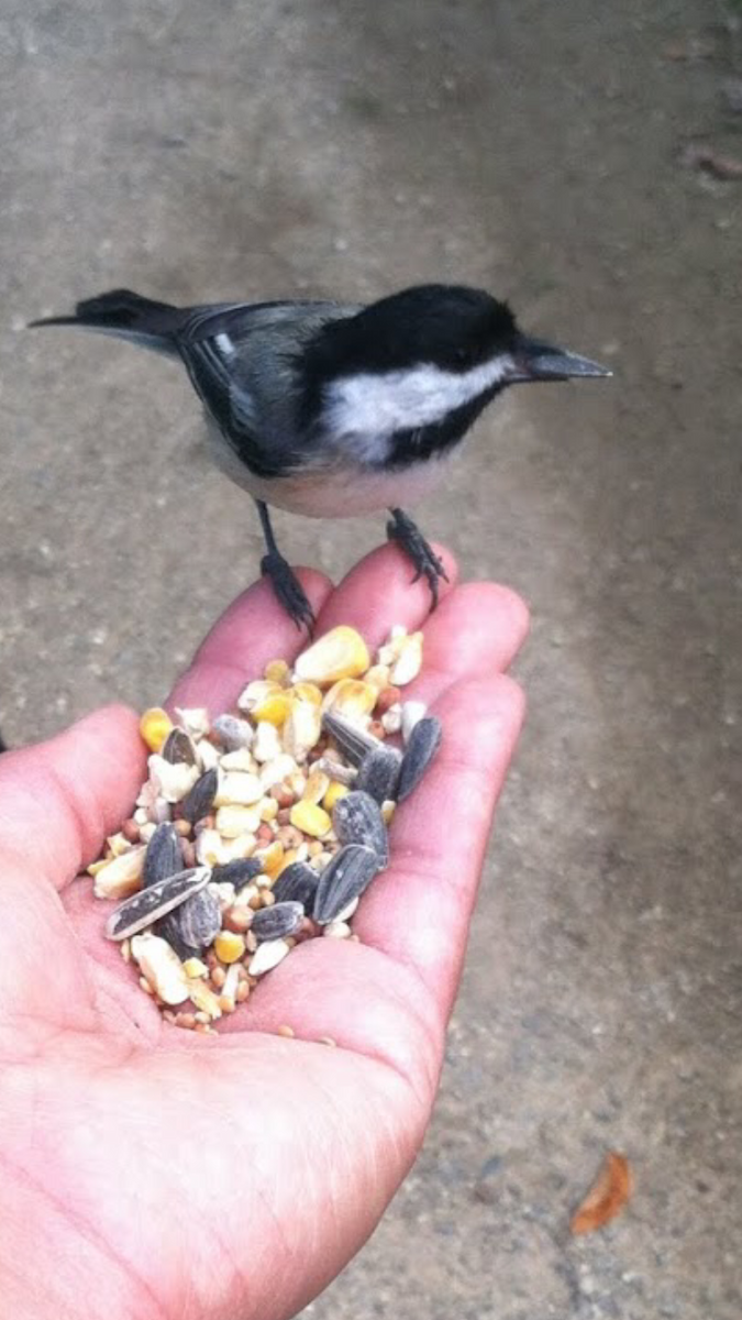 Black-capped Chickadee - ML311723001