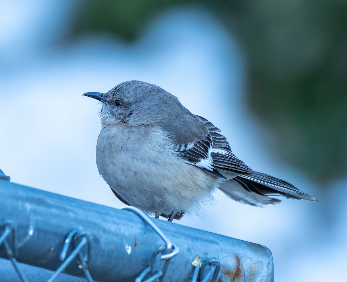 Northern Mockingbird - Scott Murphy