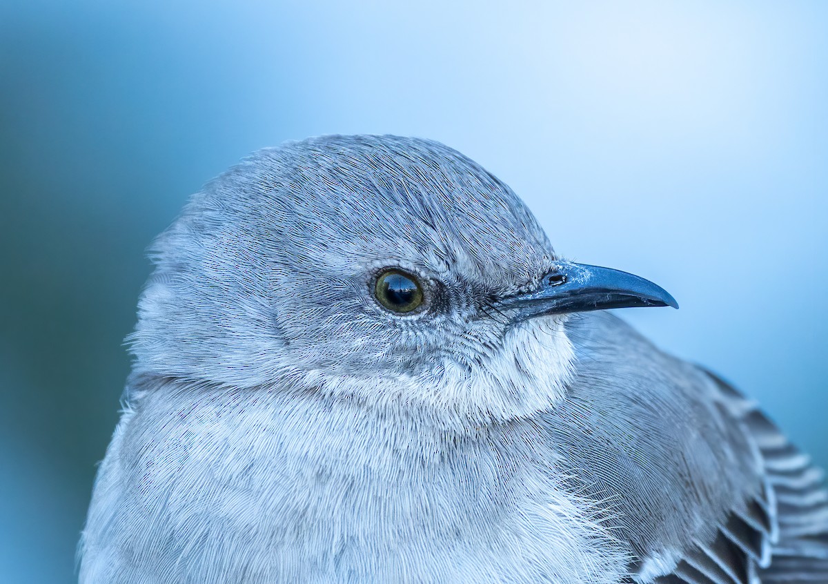 Northern Mockingbird - Scott Murphy