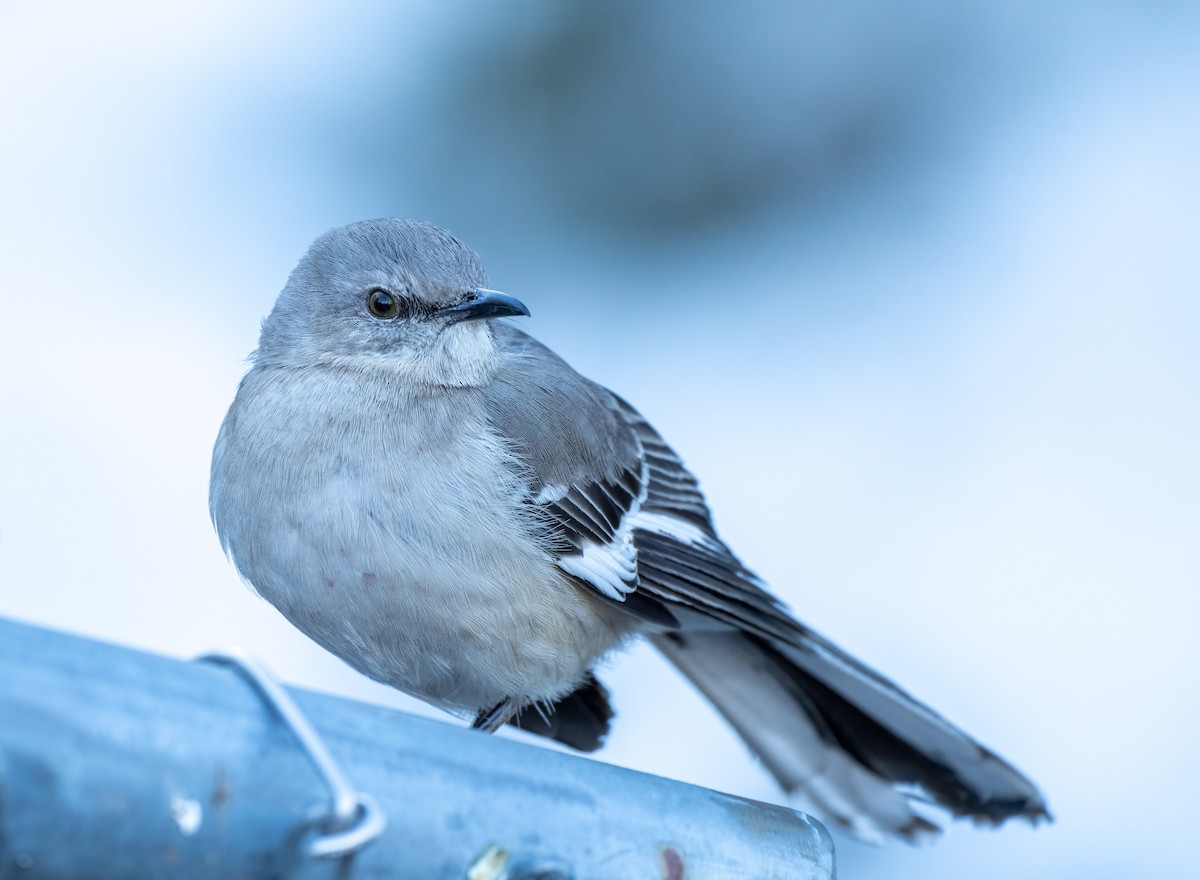 Northern Mockingbird - Scott Murphy